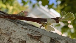 Apfel-Boskoop_Idared-Einedelung-B-2023-06_02.jpg