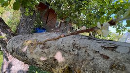 Apfel-Boskoop_Idared-Einedelung-B-2023-06_01.jpg