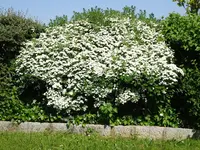 DSC02951.JPG
