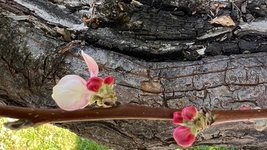 Apfel-Boskoop_Idared-Einedelung-E-2023-06_03.jpg