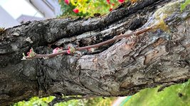 Apfel-Boskoop_Idared-Einedelung-E-2023-06_01.jpg