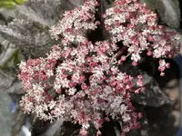 D0B39745-8752-4813-8C6F-3185D0F5C056.webp