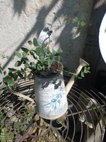 IMG_20230603_162108.jpg