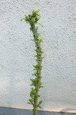 Neuaustrieb Brugmansia 20230529.jpg