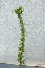Neuaustrieb Brugmansia 20230529.webp