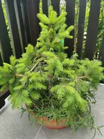 IMG_20230603_134425.webp