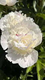 IMG_6090.jpeg