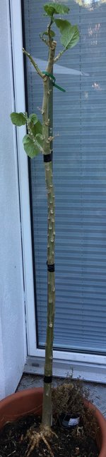 Brugmansia-A_ 20190617.jpg