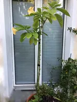 Brugmansia-A_20190816.jpg
