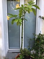 Brugmansia-A_20190816.jpg