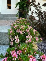 IMG_9043.jpeg