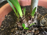 Amaryllis im Brugmansia-Kübel-B_2020-02_03.jpg