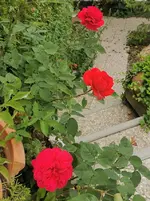 IMG_20230603_083844.webp
