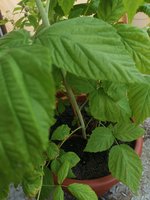 IMG_20230605_112549.jpg