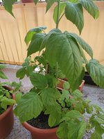 IMG_20230605_112602.jpg