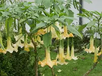B. ocre Blüten.webp