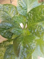 IMG_20230605_103440.jpg