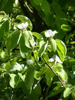 P1010197Mispel.webp