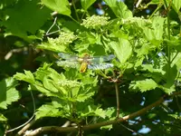 P1010200Vierfleck-Libelle.webp
