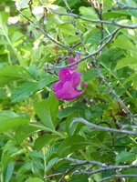 P1010217Wildrose.JPG