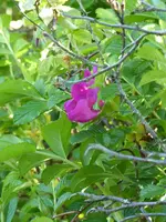 P1010217Wildrose.webp