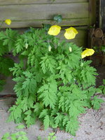 P1010223Gelber Waldscheinmohn.JPG