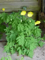 P1010223Gelber Waldscheinmohn.webp