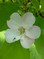 P1010235Quitte.webp