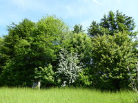 P1010493Wildhecke.JPG