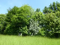P1010540Wildhecke.webp