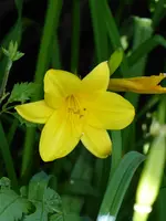 P1010502Taglilie.webp