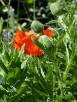 P1010504Der 1.Mohn.JPG