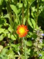 P1010553Das1. Habichtskraut.webp