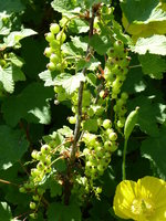 P1010559rote Johannisbeere.JPG