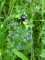 P1010565Ehrenpreis.webp