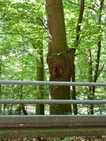 P1010582Buntspecht Nest.JPG