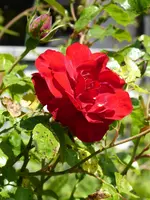 P1010595Amadé.webp