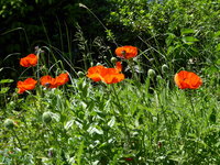 P1010599Mohn.JPG