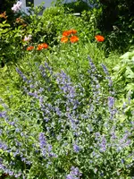 P1010601Mohn mit Katzenminze.webp