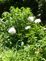 P1010602Pfingstrosen.webp