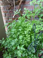 P1010472Kerbel.webp