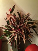 IMG_0768.JPG