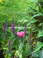 IMG_9053.jpeg