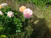 IMG_20230606_094401.webp