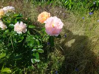 IMG_20230606_094401.jpg