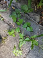 IMG_20230606_183816.webp