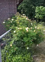 Gishlaine Zaun.webp