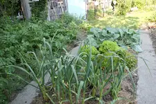 Juni   0323.webp