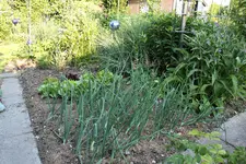 Juni   0423.webp
