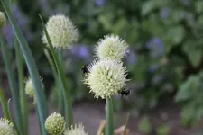Juni   0823.webp